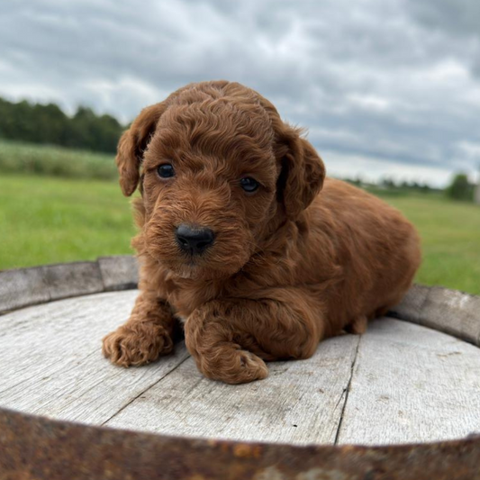 Micro-Goldendoodle