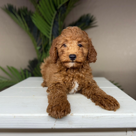 Micro-Goldendoodle