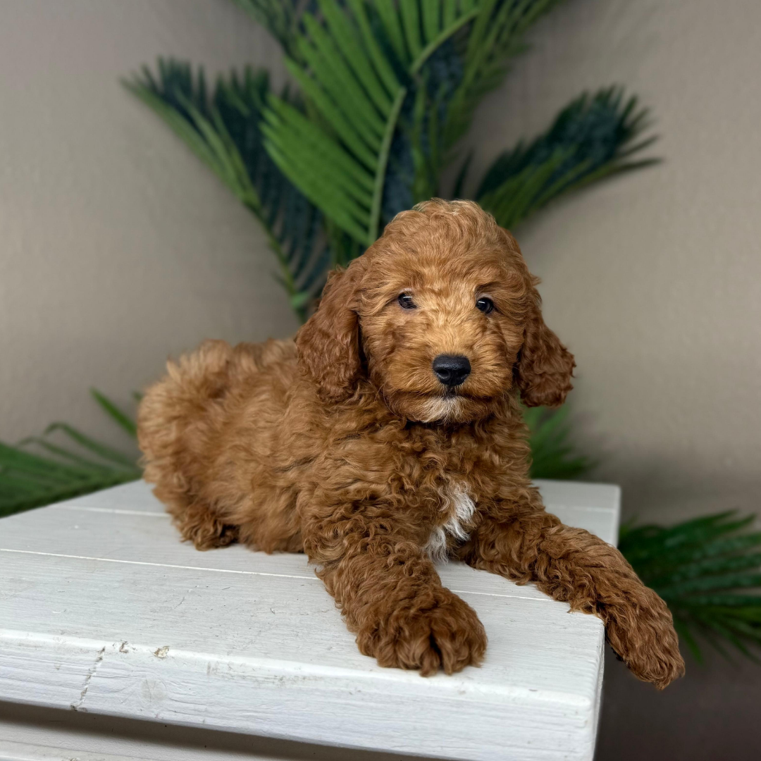 Micro-Goldendoodle