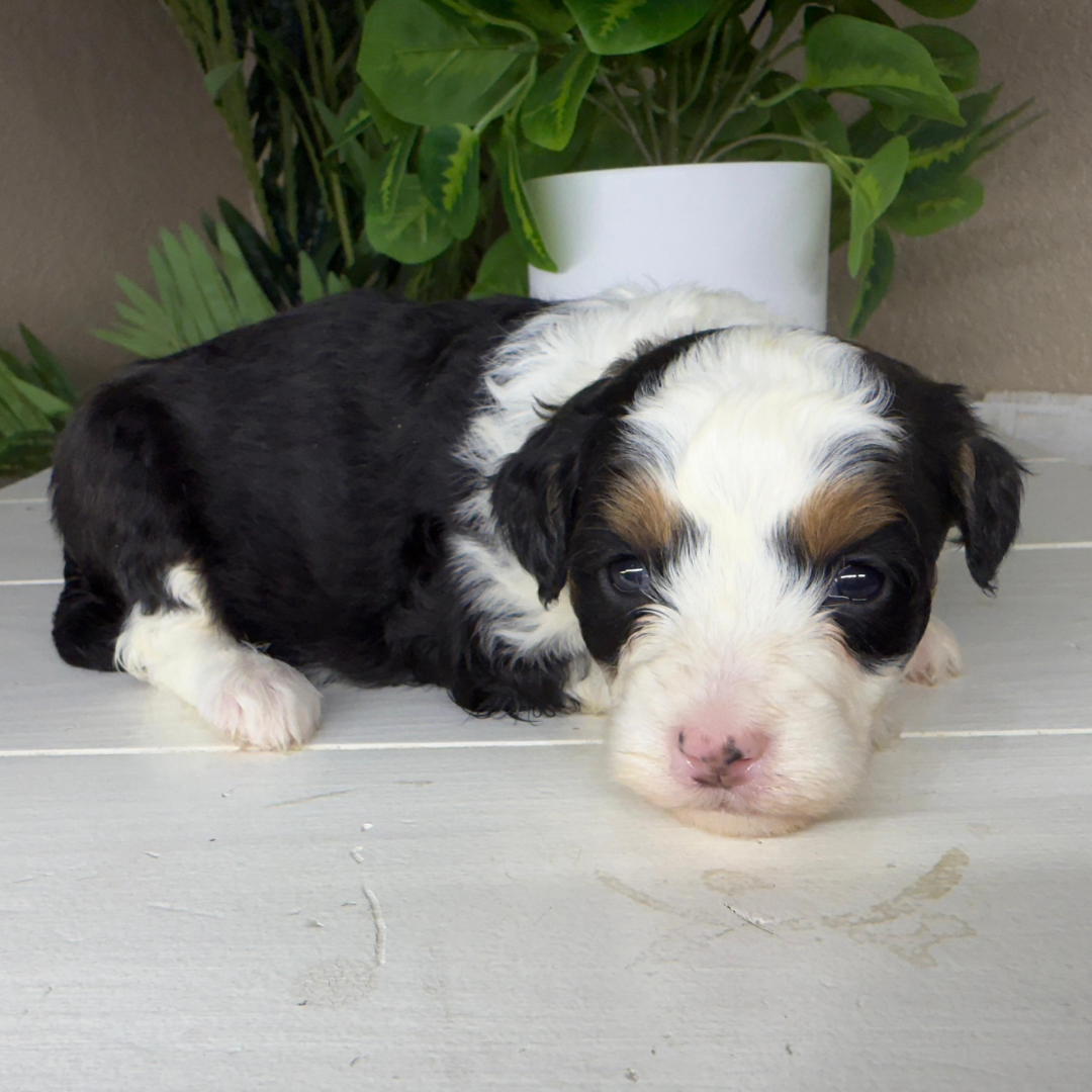 Micro-Bernedoodle-Puppy