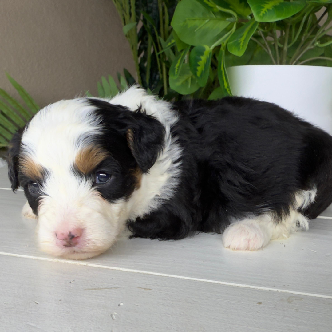 Micro-Bernedoodle-Puppy