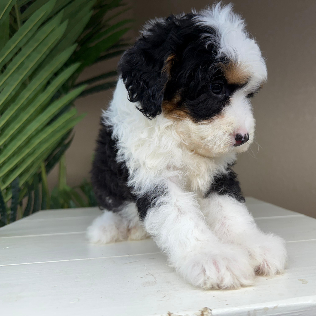 Micro-Bernedoodle-Puppy