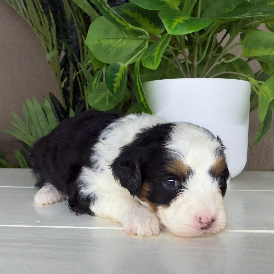 Micro-Bernedoodle-Puppy