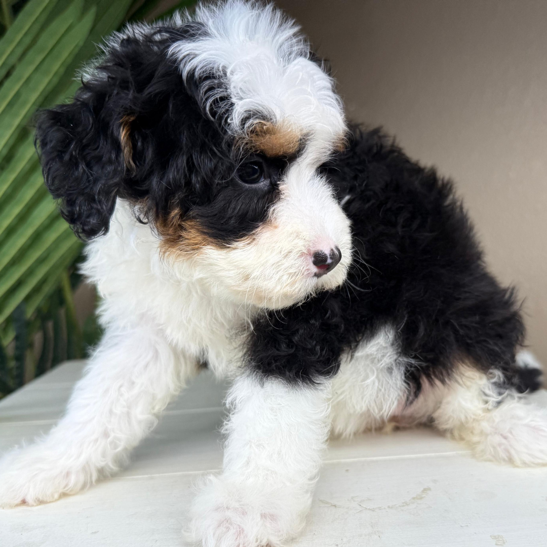 Micro-Bernedoodle-Puppy
