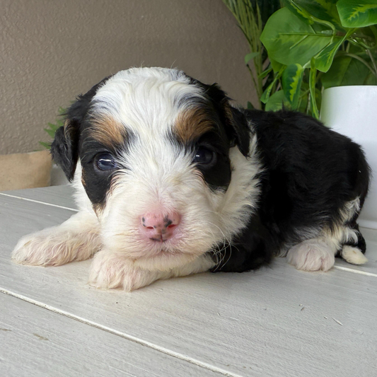 Micro-Bernedoodle-Puppy