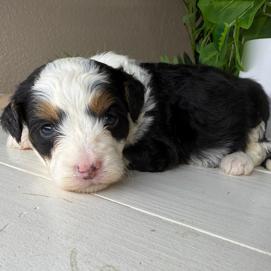 Micro-Bernedoodle-Puppy