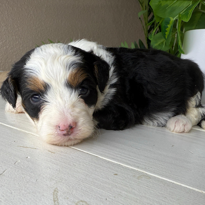 Micro-Bernedoodle-Puppy