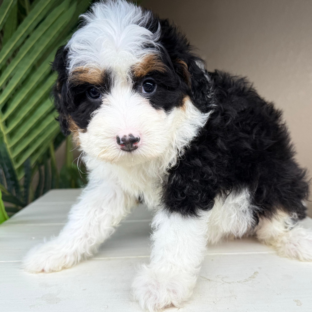 Micro-Bernedoodle-Puppy