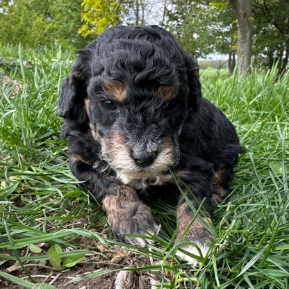 Micro-Bernedoodle