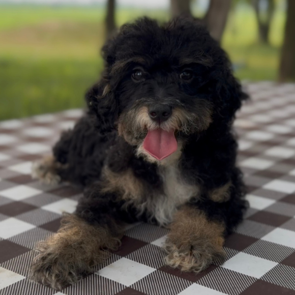 Micro-Bernedoodle-Puppy