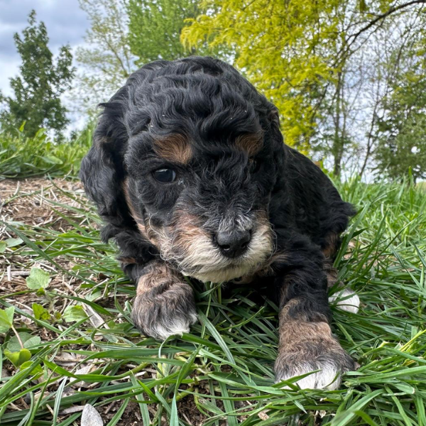 Micro-Bernedoodle