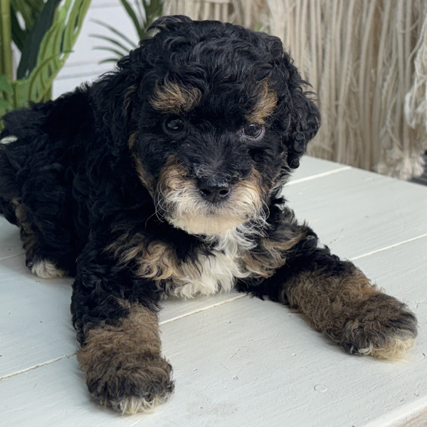 Micro-Bernedoodle