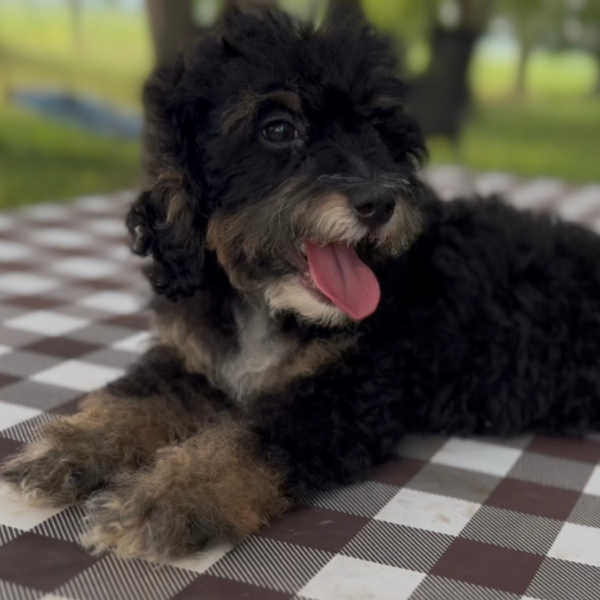 Micro-Bernedoodle-Puppy