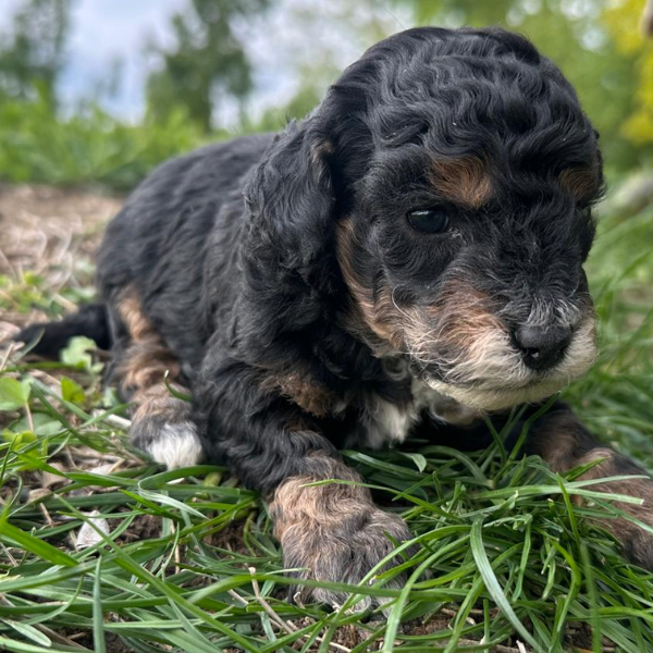 Micro-Bernedoodle