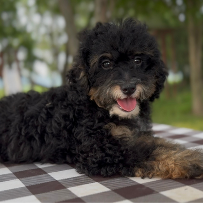Micro-Bernedoodle-Puppy