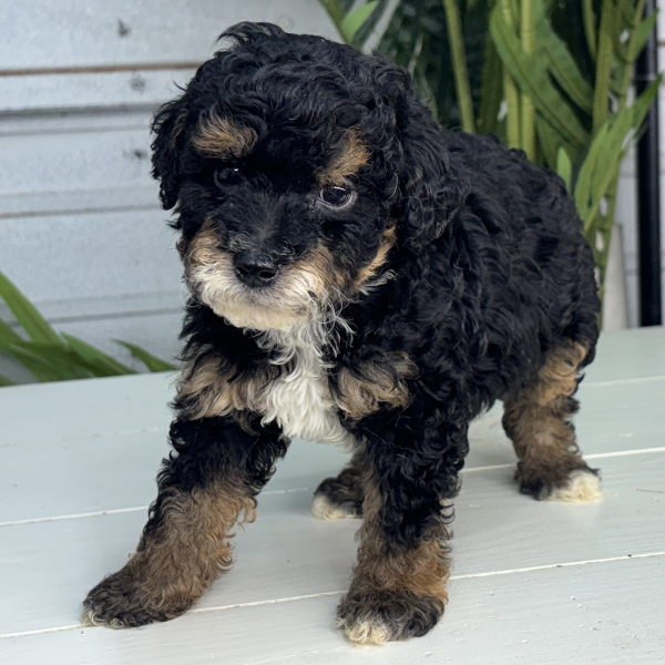 Micro-Bernedoodle