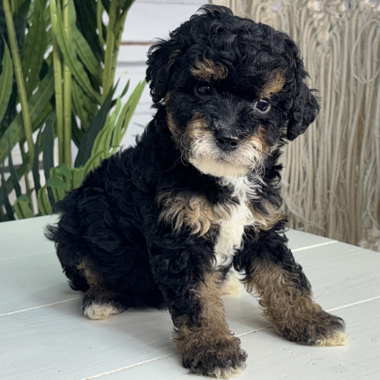 Micro-Bernedoodle