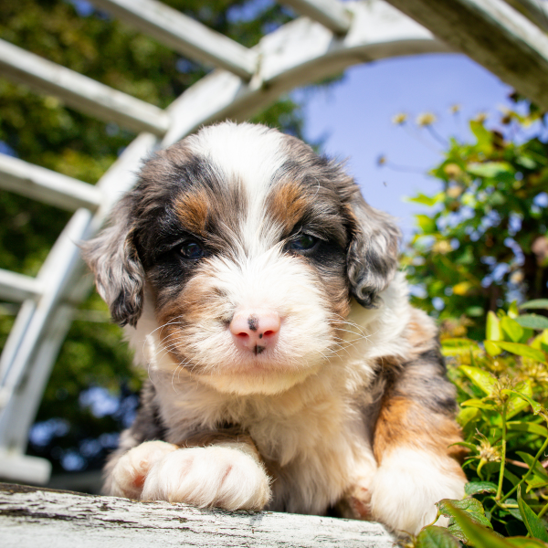 Merle-Micro-Bernedoodle