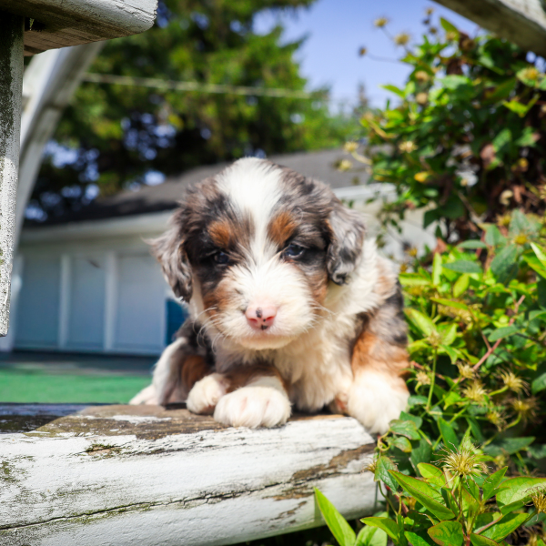 Merle-Micro-Bernedoodle