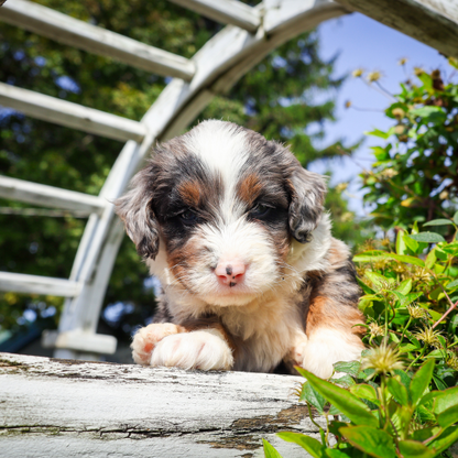 Merle-Micro-Bernedoodle