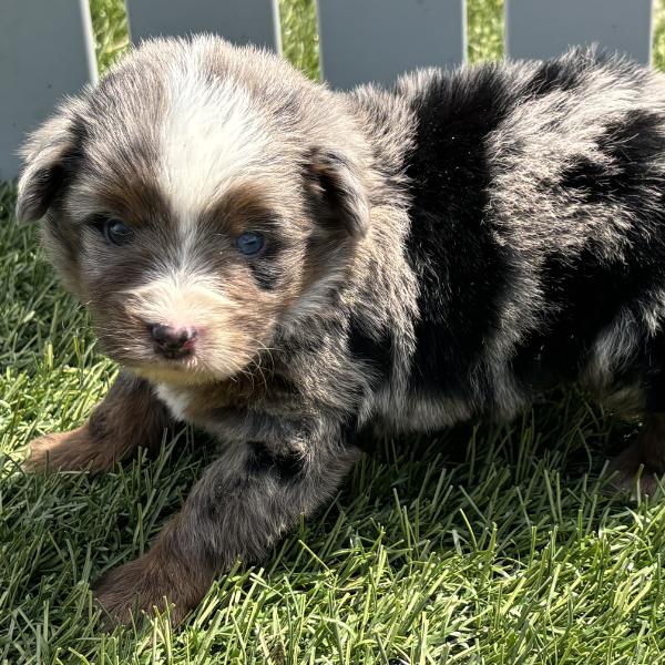 Micro-Bernedoodle-Puppies