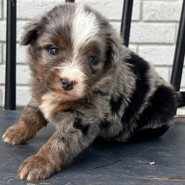 Micro-Bernedoodle-Puppies