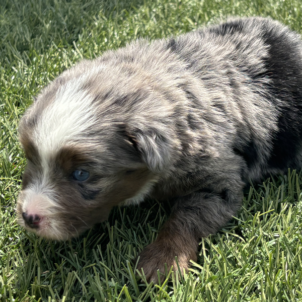 Micro-Bernedoodle-Puppies