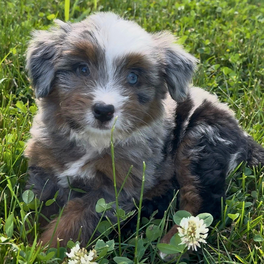 Heterochromia-Bernedoodle