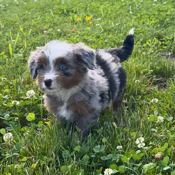 Heterochromia-Bernedoodle
