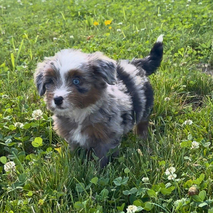 Heterochromia-Bernedoodle