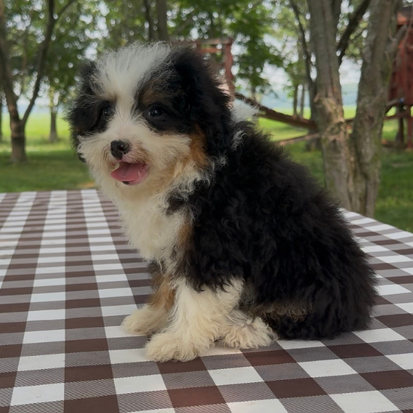 Micro-Bernedoodle-Puppy