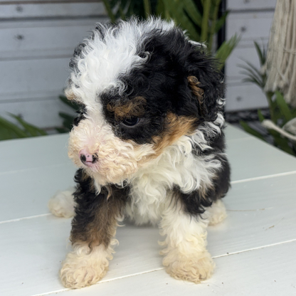 Micro-Bernedoodle-Puppy