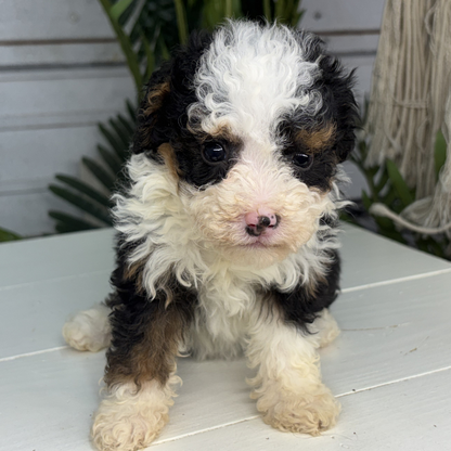 Micro-Bernedoodle-Puppy