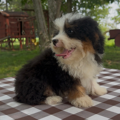 Micro-Bernedoodle-Puppy