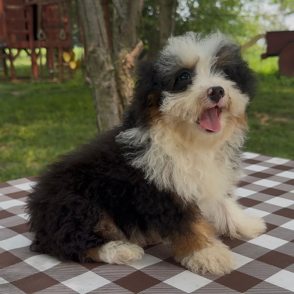 Micro-Bernedoodle-Puppy