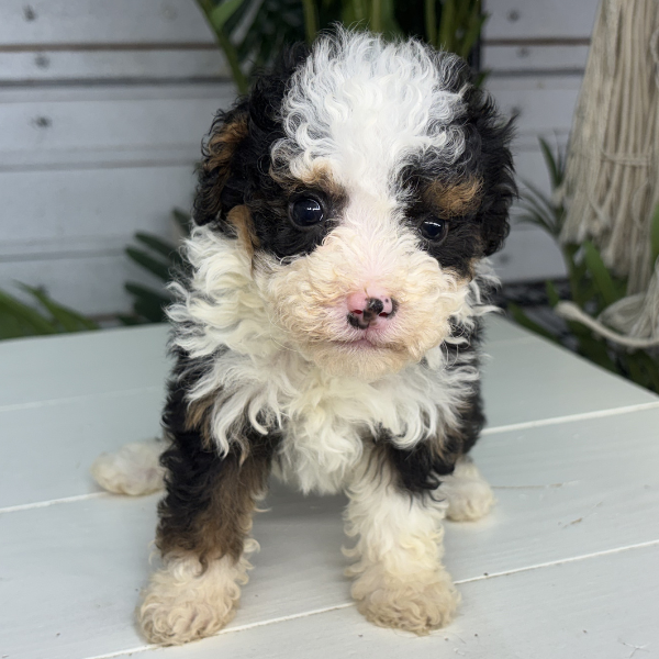 Micro-Bernedoodle-Puppy