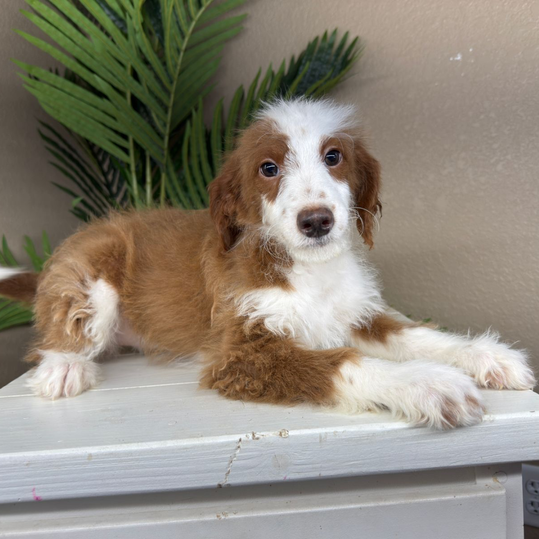 Mini-Bernedoodles