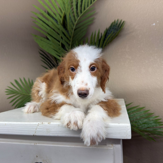 Mini-Bernedoodles