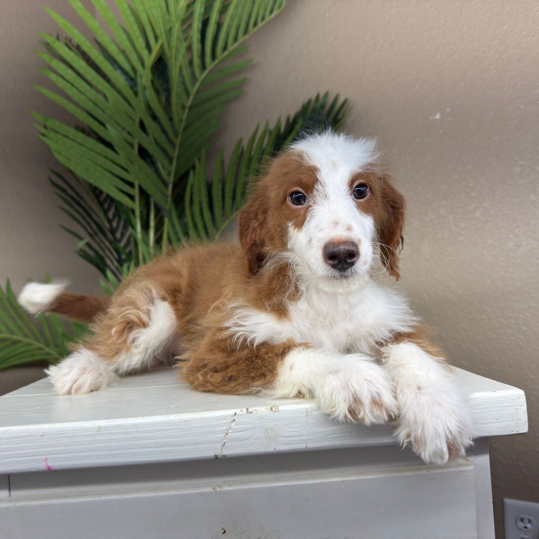 Mini-Bernedoodles
