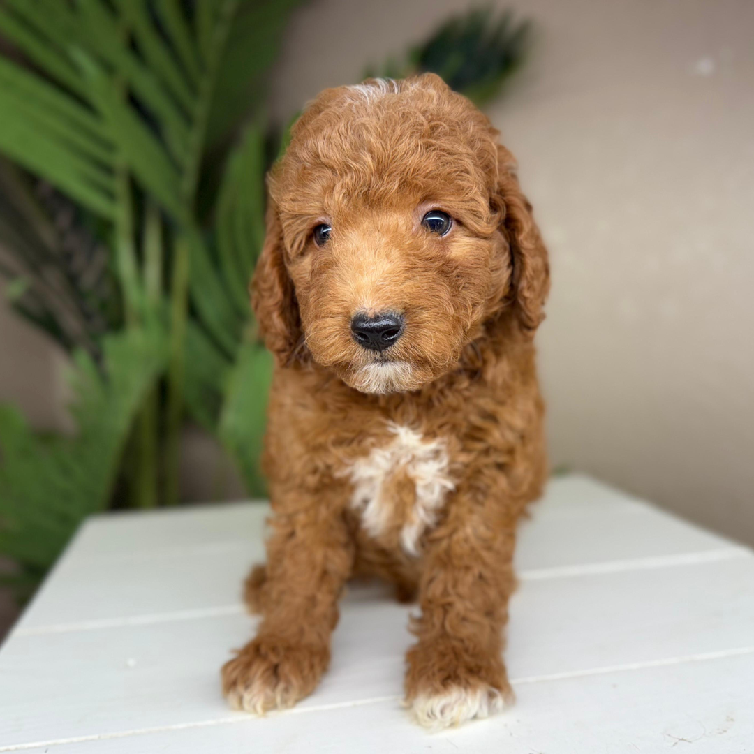 Micro-Goldendoodle-Breeder