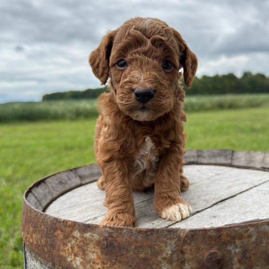 Micro-Goldendoodle