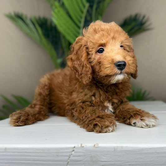Micro-Goldendoodle-Breeder