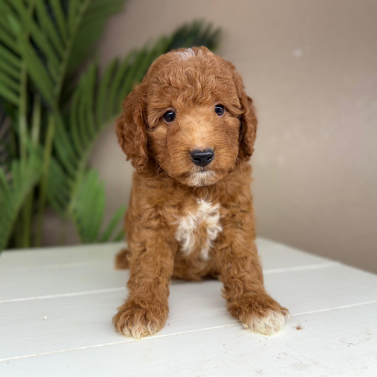 Micro-Goldendoodle-Breeder