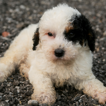 Bernedoodle-Puppy