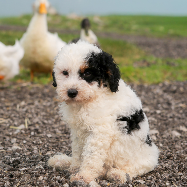 Bernedoodle-Puppy