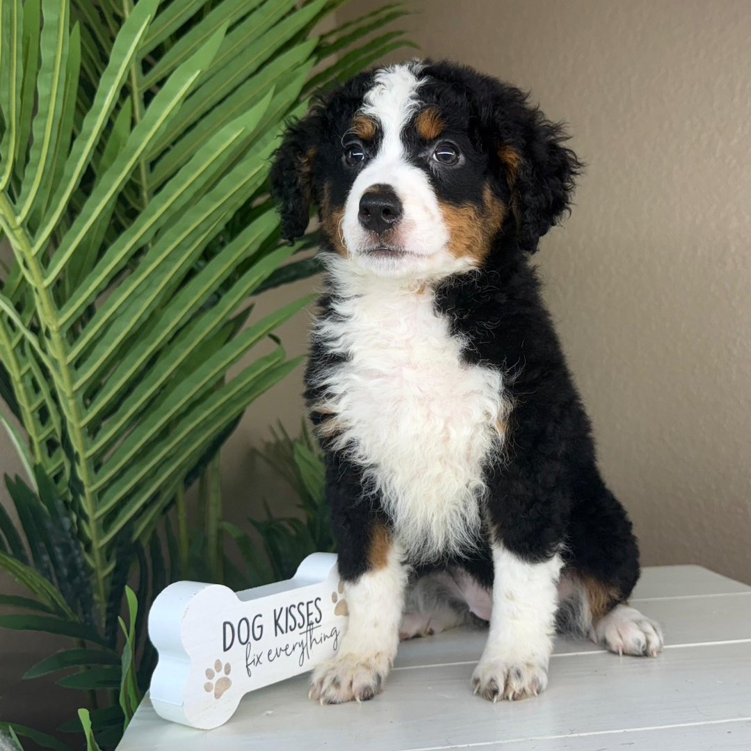 Mini-Bernedoodle-Puppy