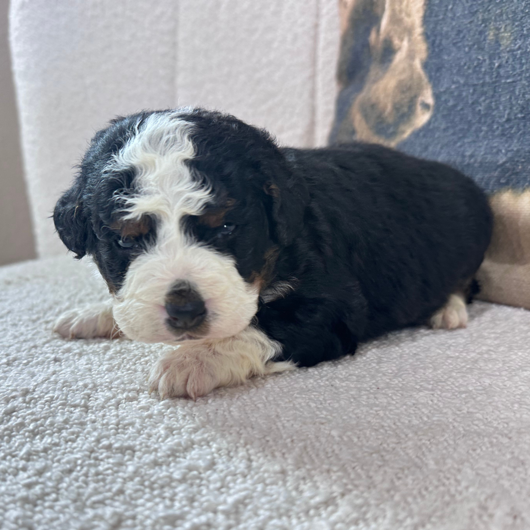 Mini-Bernedoodle-Puppy
