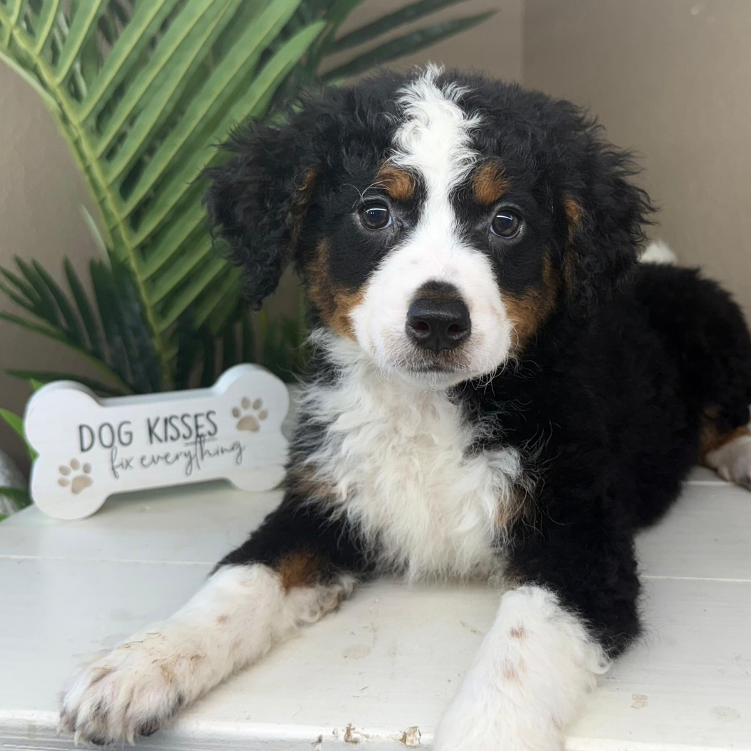 Mini-Bernedoodle-Puppy