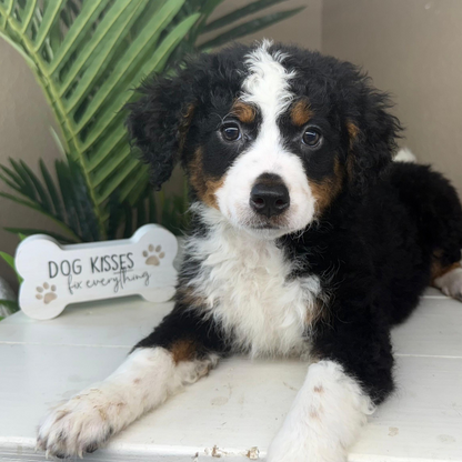 Mini-Bernedoodle-Puppy