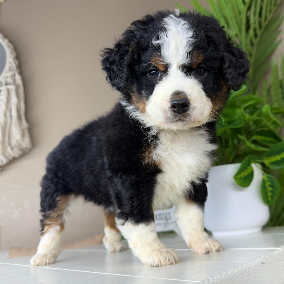Mini-Bernedoodle-Puppy